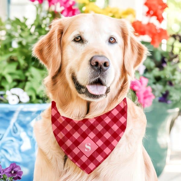 A Golden Retriever Wearing A Red And Pink Gingham Bandana With A White Letter S.