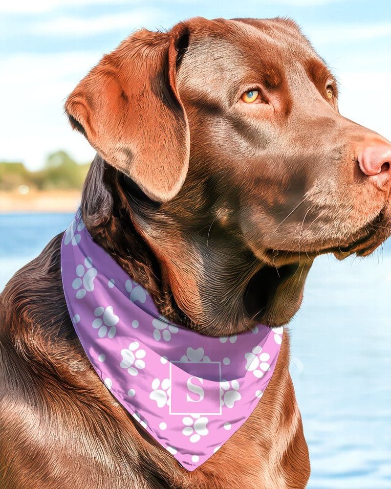 Chocolate Labrador wearing a pink bandana with white paw prints and a letter S.