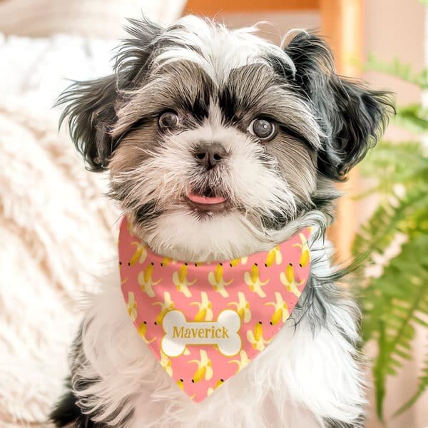 A Small, Fluffy Dog Wearing A Pink Banana-Patterned Bandana With Its Name, Maverick, On It.