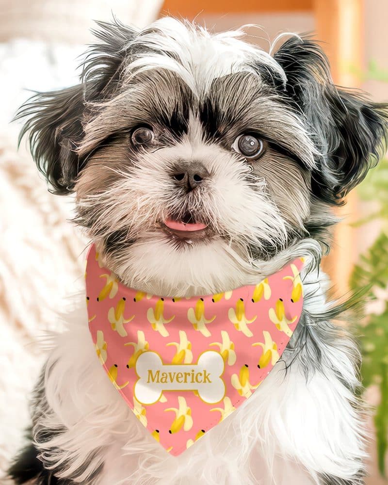 A small, fluffy dog wearing a pink banana-patterned bandana with its name, Maverick, on it.