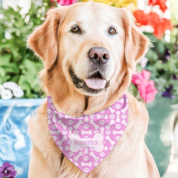 Golden Retriever Wearing A Pink Bandana With Bone And Paw Print Pattern And The Name Maverick.