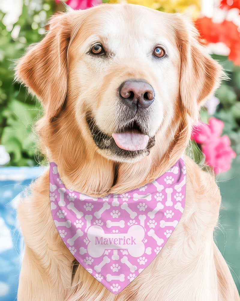 Golden retriever wearing a pink bandana with bone and paw print pattern and the name Maverick.