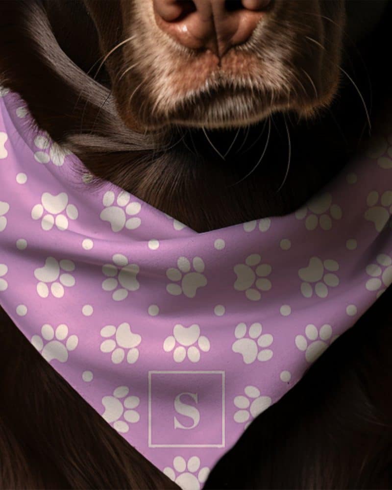 Brown dog wearing a lavender bandana with white paw prints and a white letter S in a square.