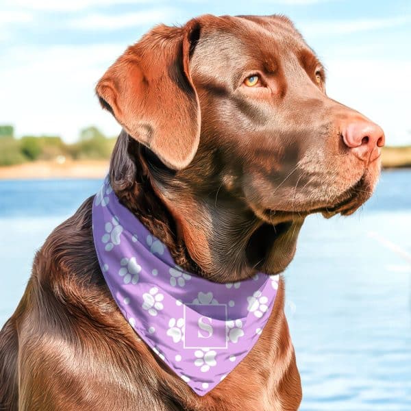 Chocolate Labrador Wearing A Lavender Bandana With White Paw Prints And A Letter S.