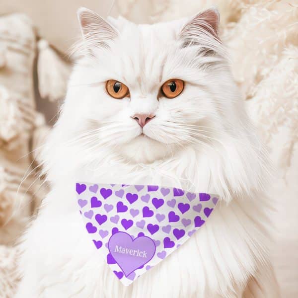 White Longhaired Cat Wearing A Purple Heart Patterned Bandana With The Name Maverick.