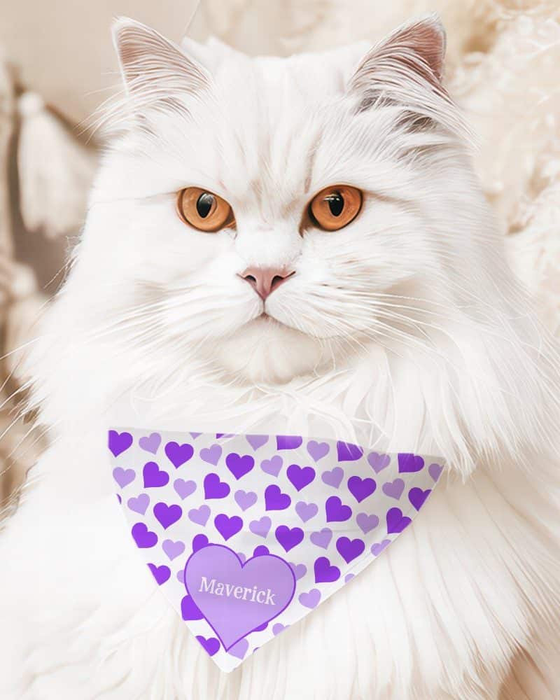 White longhaired cat wearing a purple heart patterned bandana with the name Maverick.
