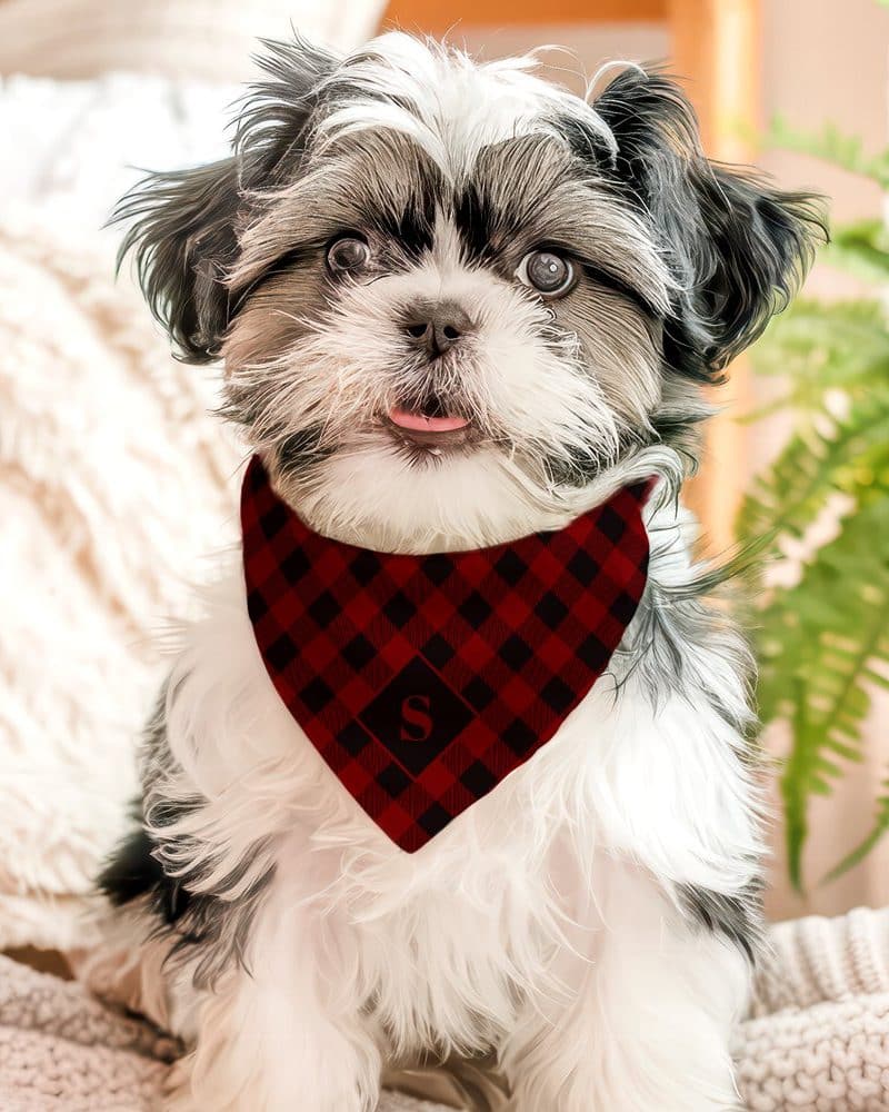 Small dog wearing a red and black plaid bandana with a letter S.