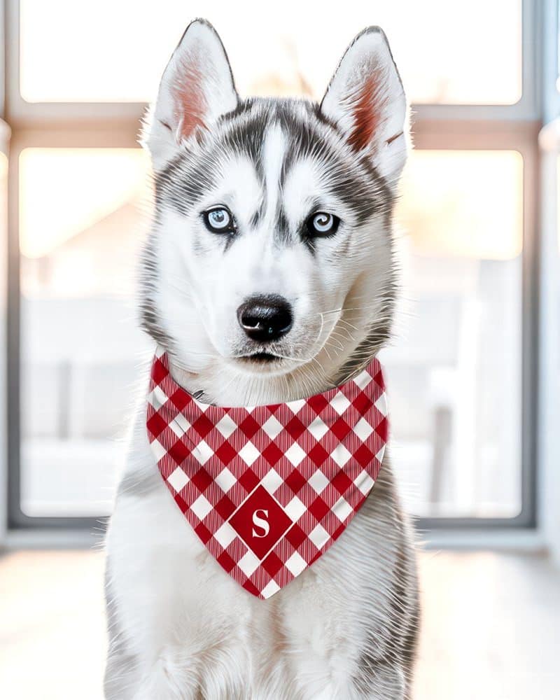 Husky puppy wearing a red and white gingham bandana with a letter S.