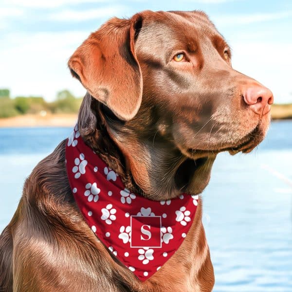 Chocolate Lab Wearing A Red Bandana With White Paw Prints And A White Letter S.