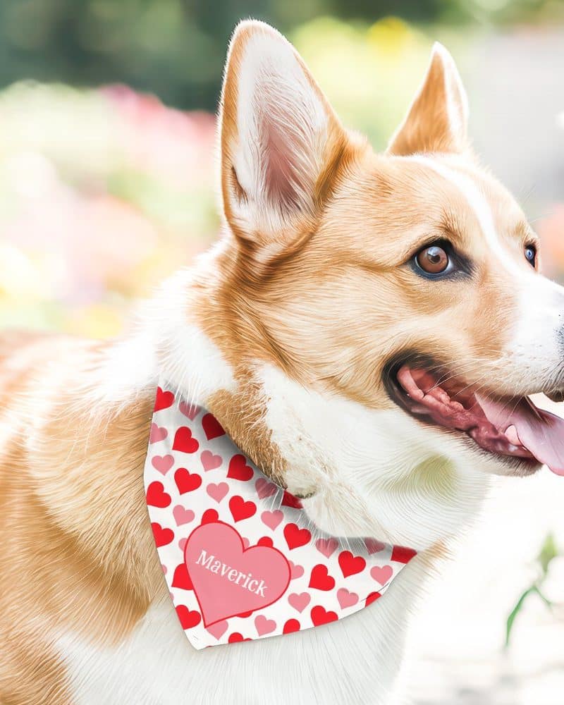 A light brown and white corgi wearing a red heart patterned bandana with the name Maverick.