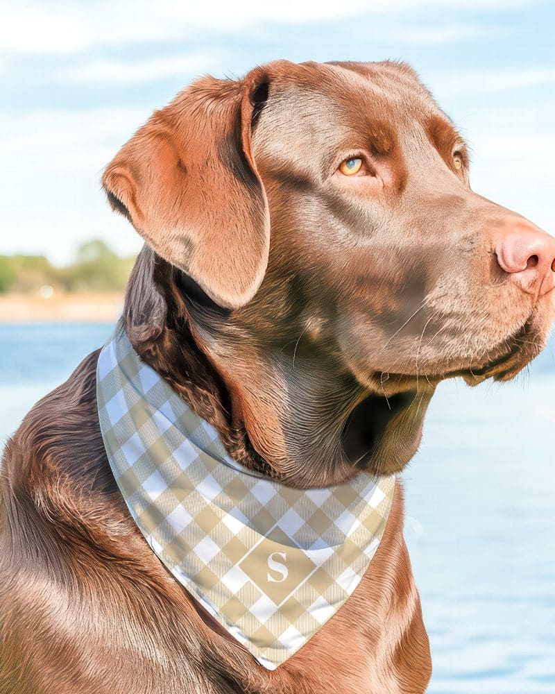Chocolate lab wearing a tan and white gingham bandana with a monogram.