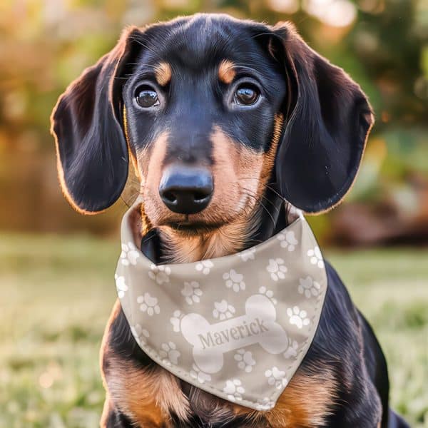 A Dachshund Puppy Wearing A Beige Bandana With Paw Prints And The Name Maverick.