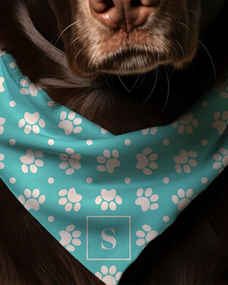 Brown dog wearing a teal bandana with white paw prints and a white initial S.