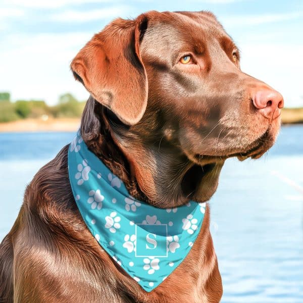 Chocolate Lab Wearing A Teal Bandana With White Paw Prints And A White Square With The Letter S.