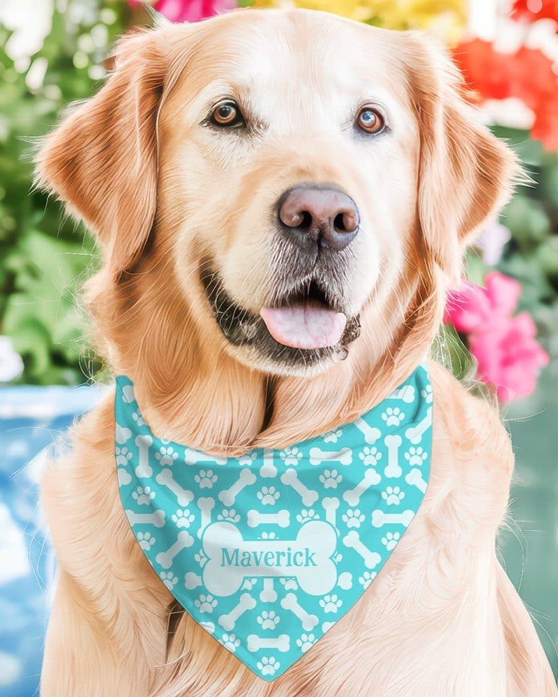 Golden retriever dog wearing a light teal bandana with white bone and paw prints and the name Maverick.