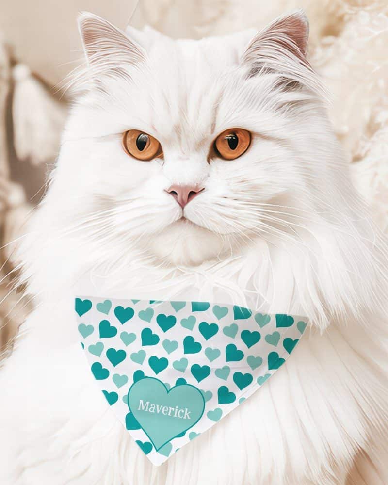 White longhaired cat wearing a teal heart patterned bandana with the name Maverick.