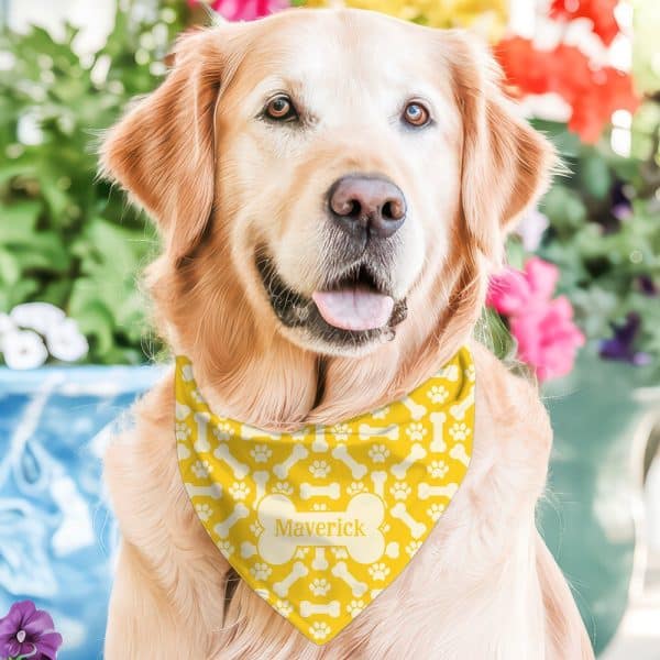 Golden Retriever Wearing A Yellow Bandana With Bone And Paw Print Pattern And The Name Maverick.